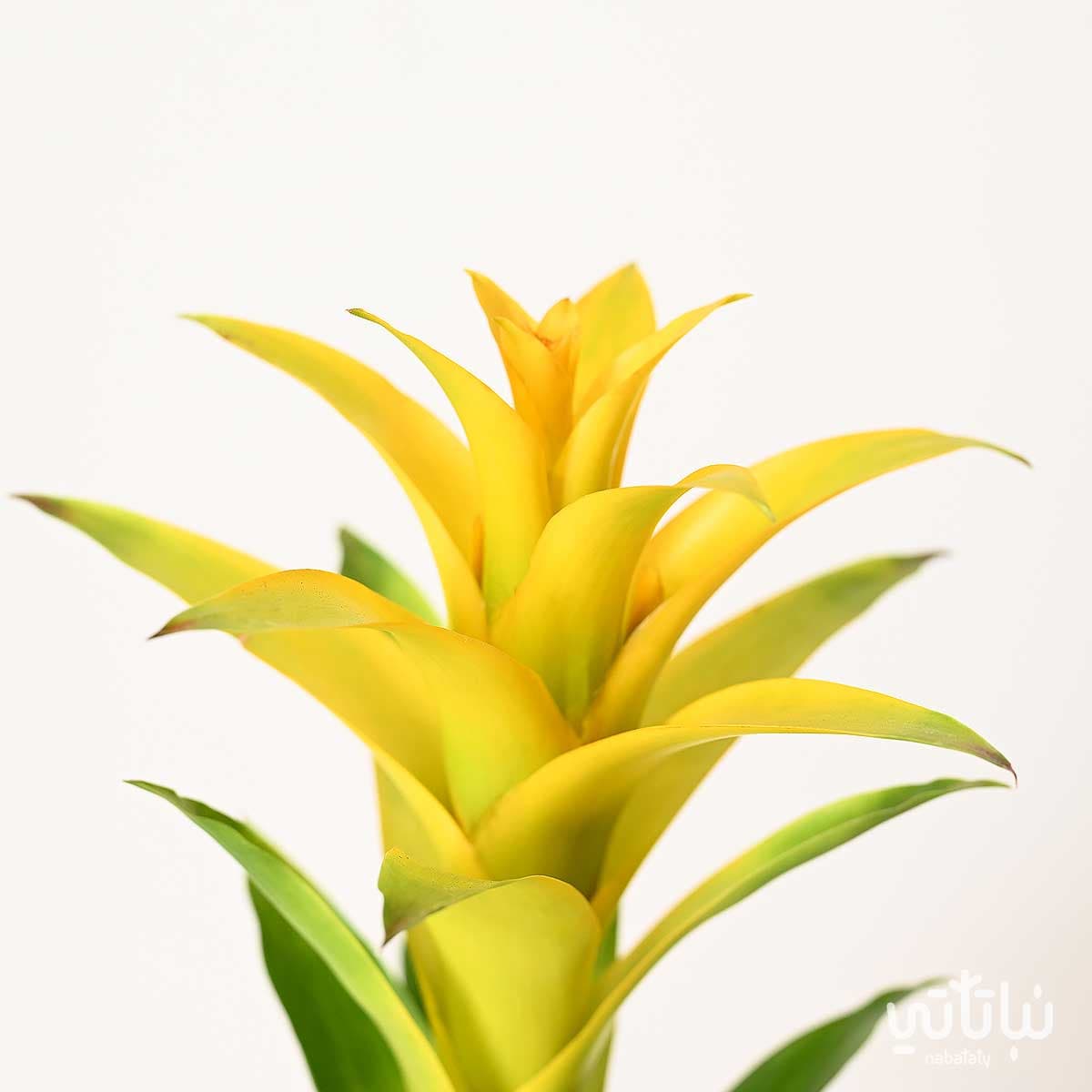 نبتة قوزمينيا صفراء 2