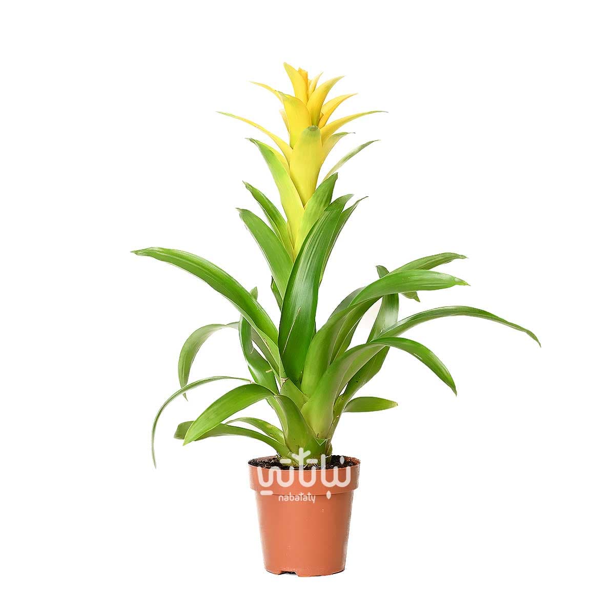 نبتة قوزمينيا صفراء