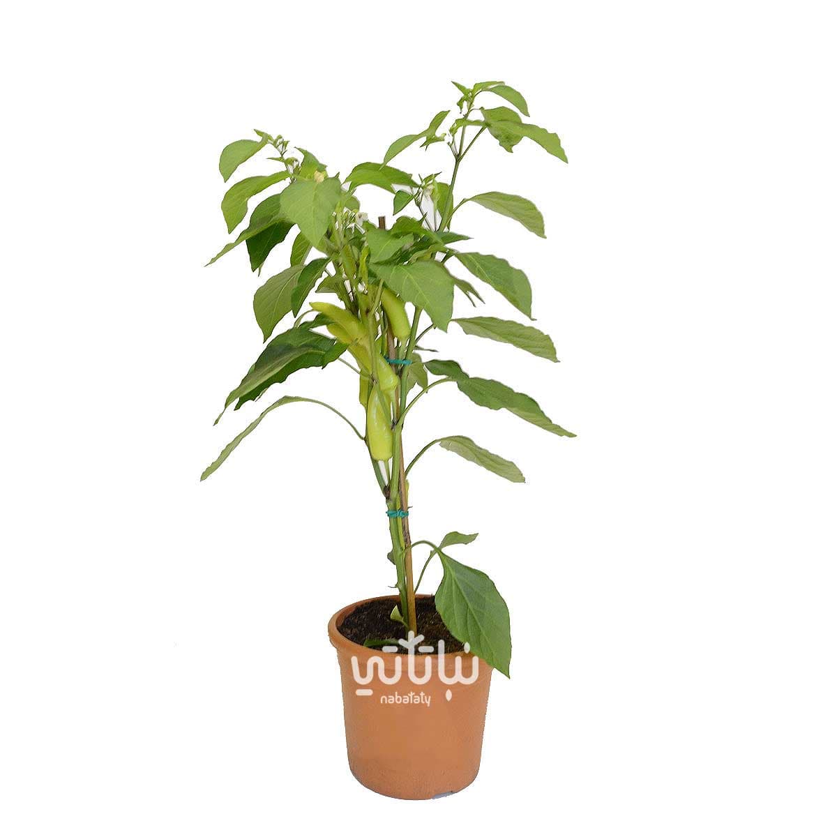 شتلة فلفل مثمرة