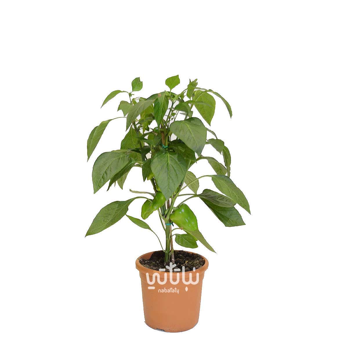 شتلة فلفل بارد مثمرة