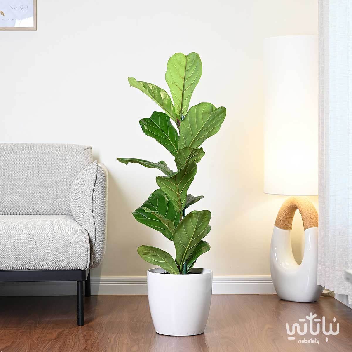 Ficus Lyrata in a white self-watering pot 1