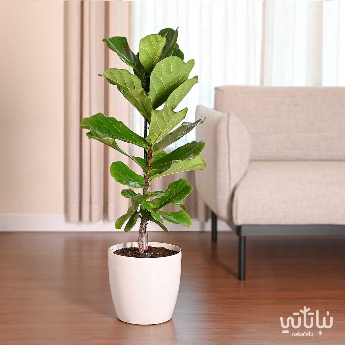 Ficus Lyrata in a white self-watering pot 1