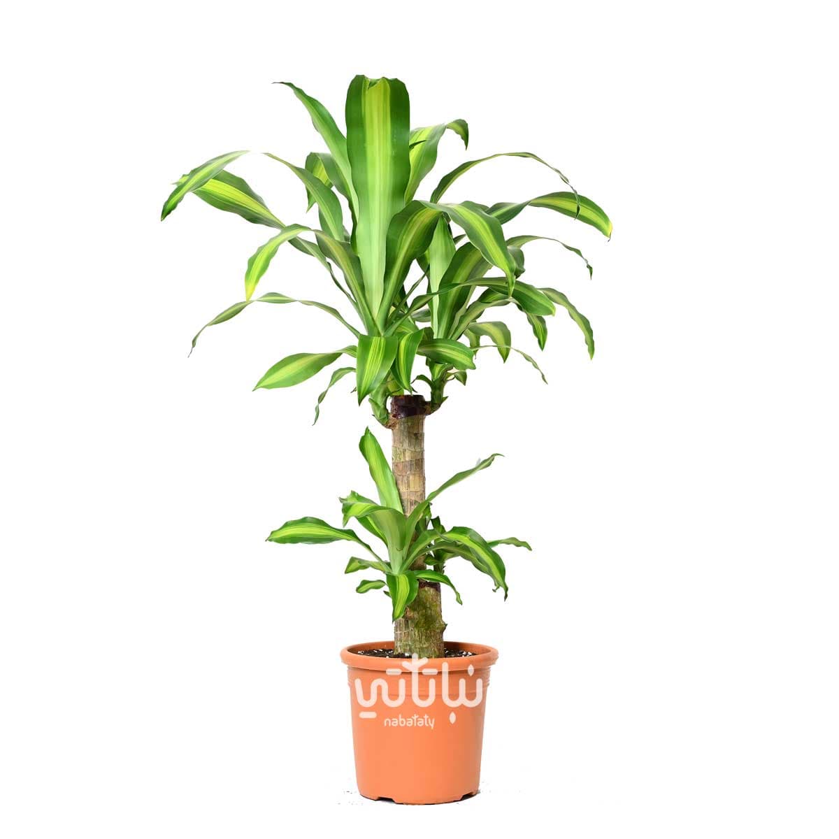 نبتة دراسينا ماسنجانا ساقين 70 سم