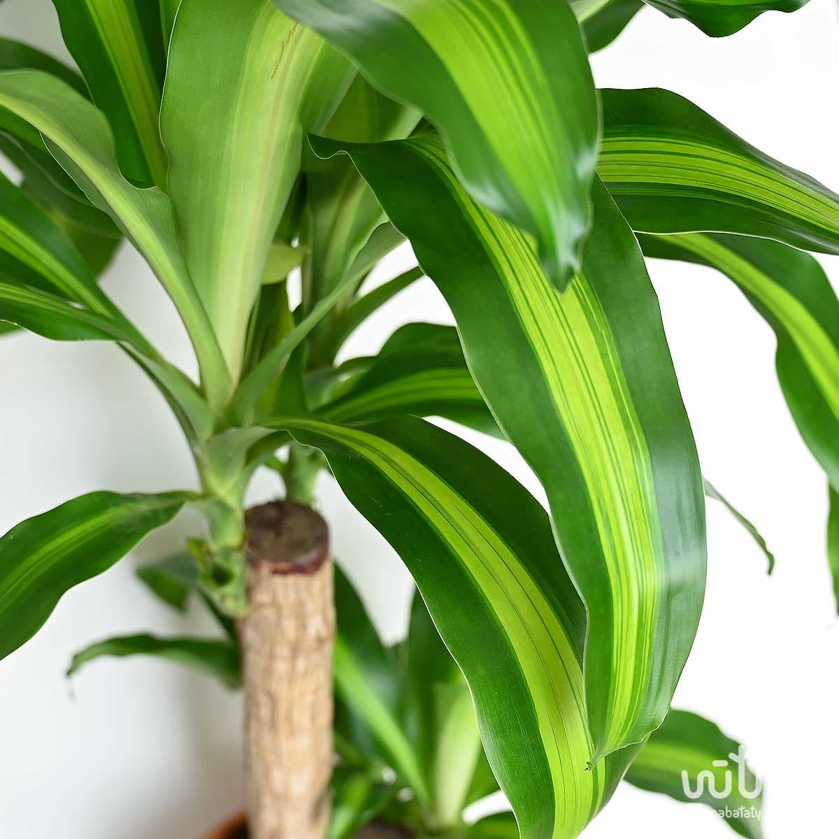 نبتة دراسينا ماسنجانا ساقين 70 سم 2