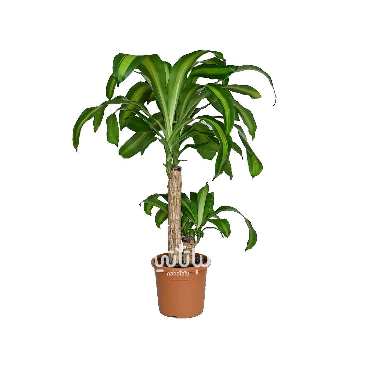 نبتة دراسينا ماسنجانا ساقين 70 سم 1
