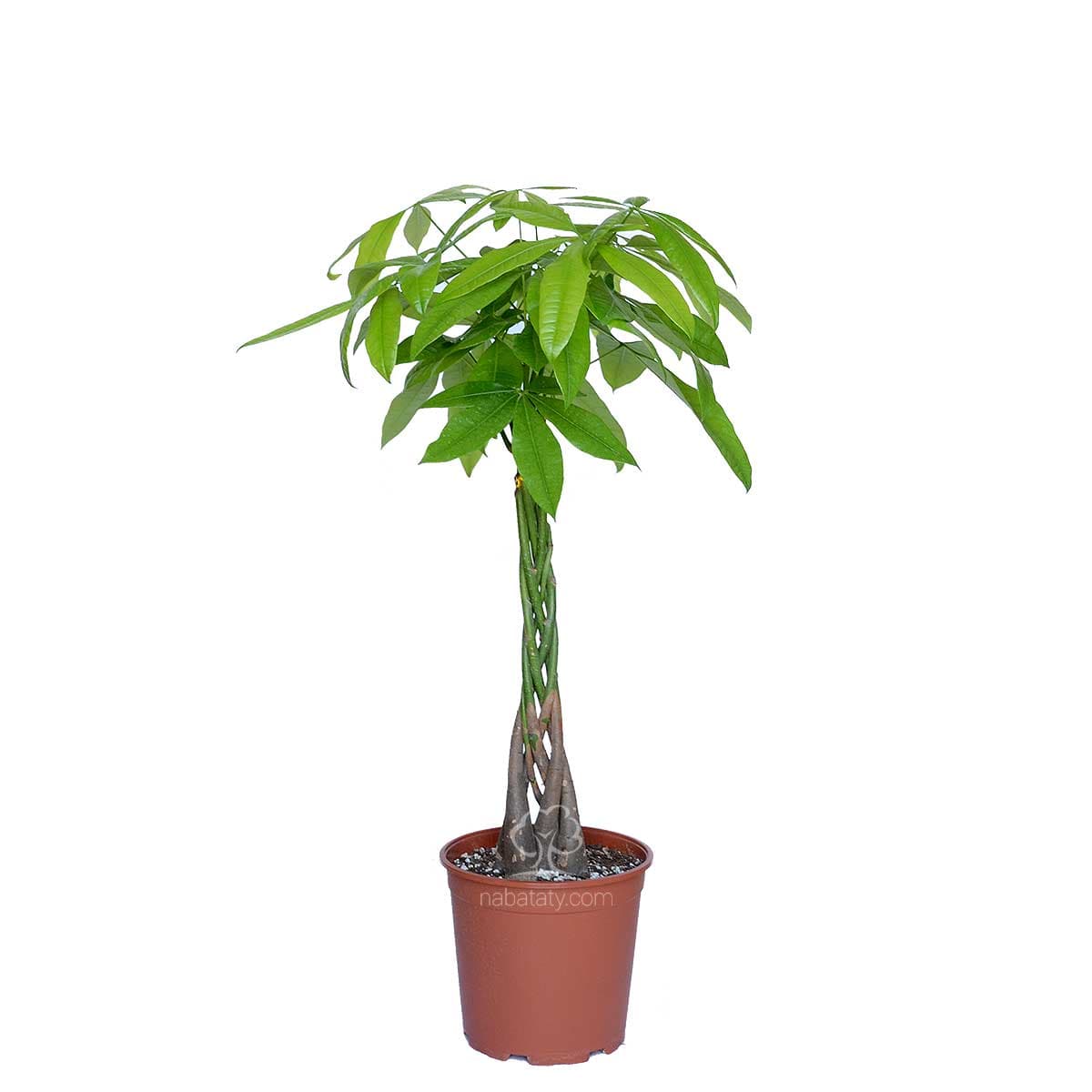 باشيرا مجدولة 80 سم 1