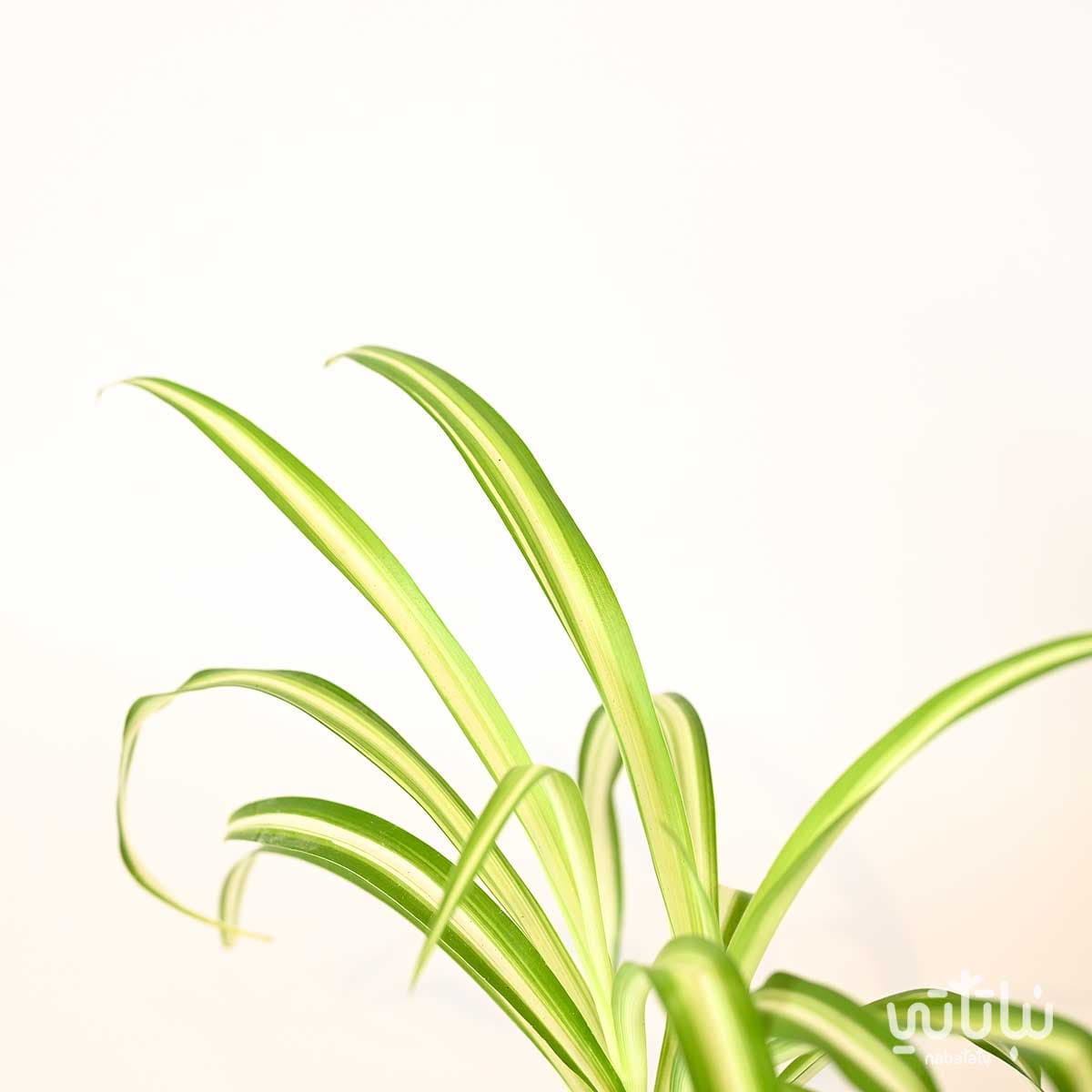 نبتة عنكبوت صغيرة 2