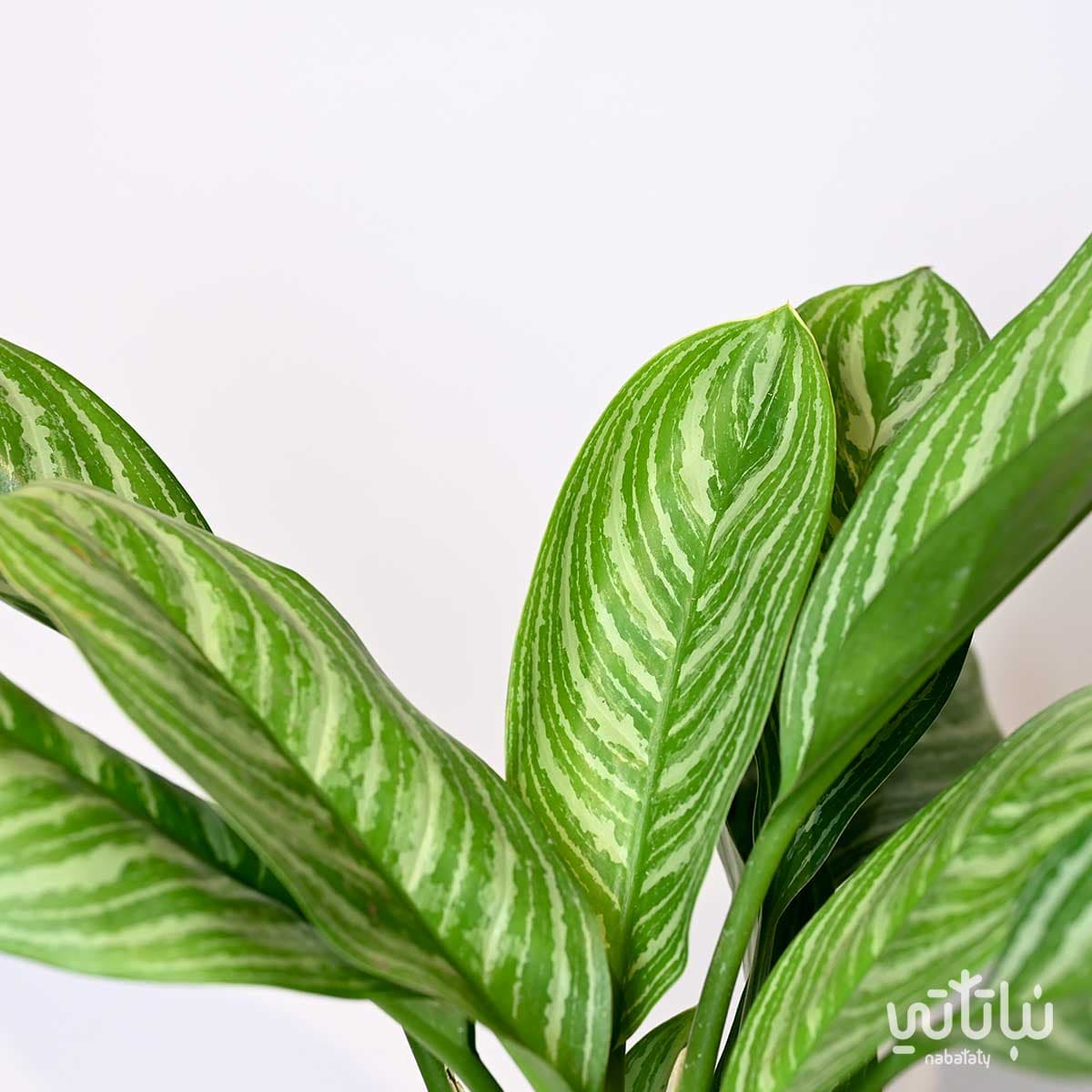 نبتة اجلونيما سترايبس كبيرة 2