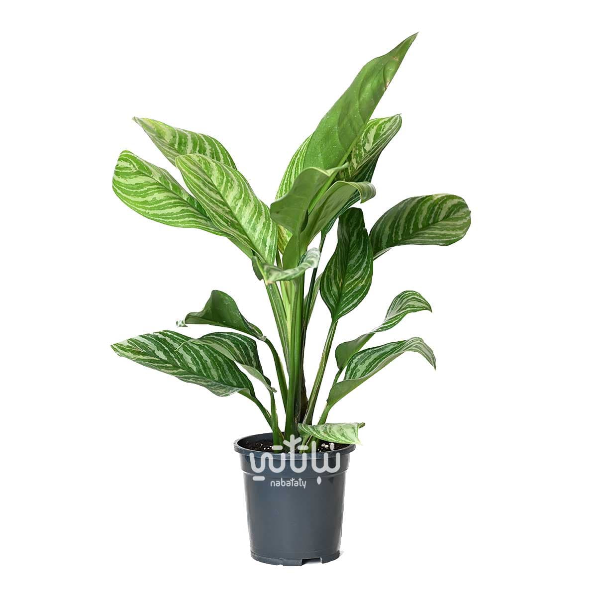 نبتة اجلونيما سترايبس كبيرة