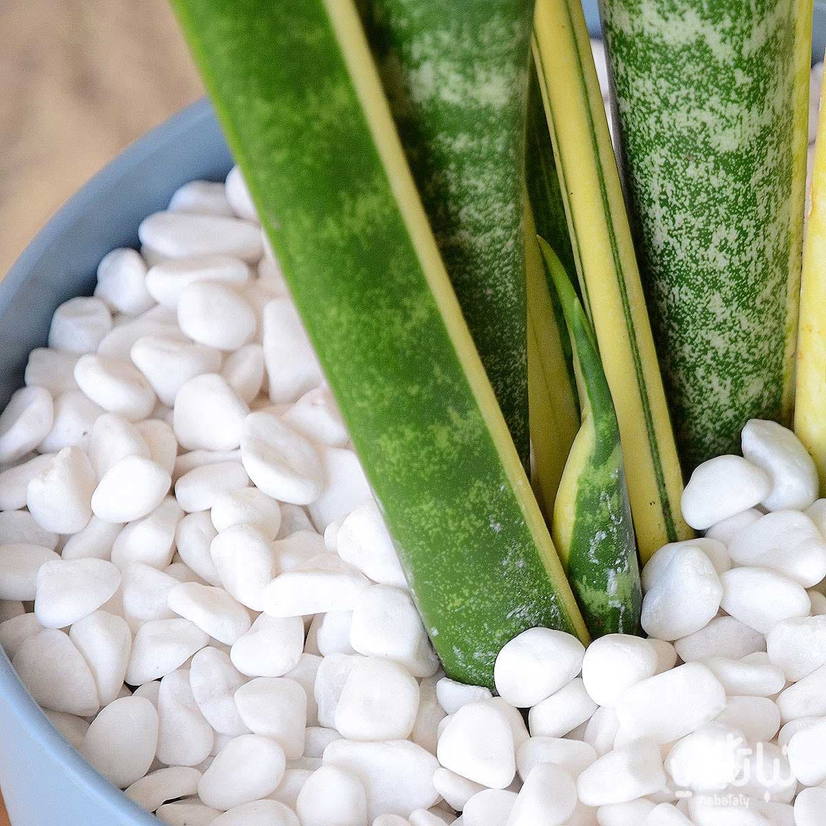 Snow white ornamental stone