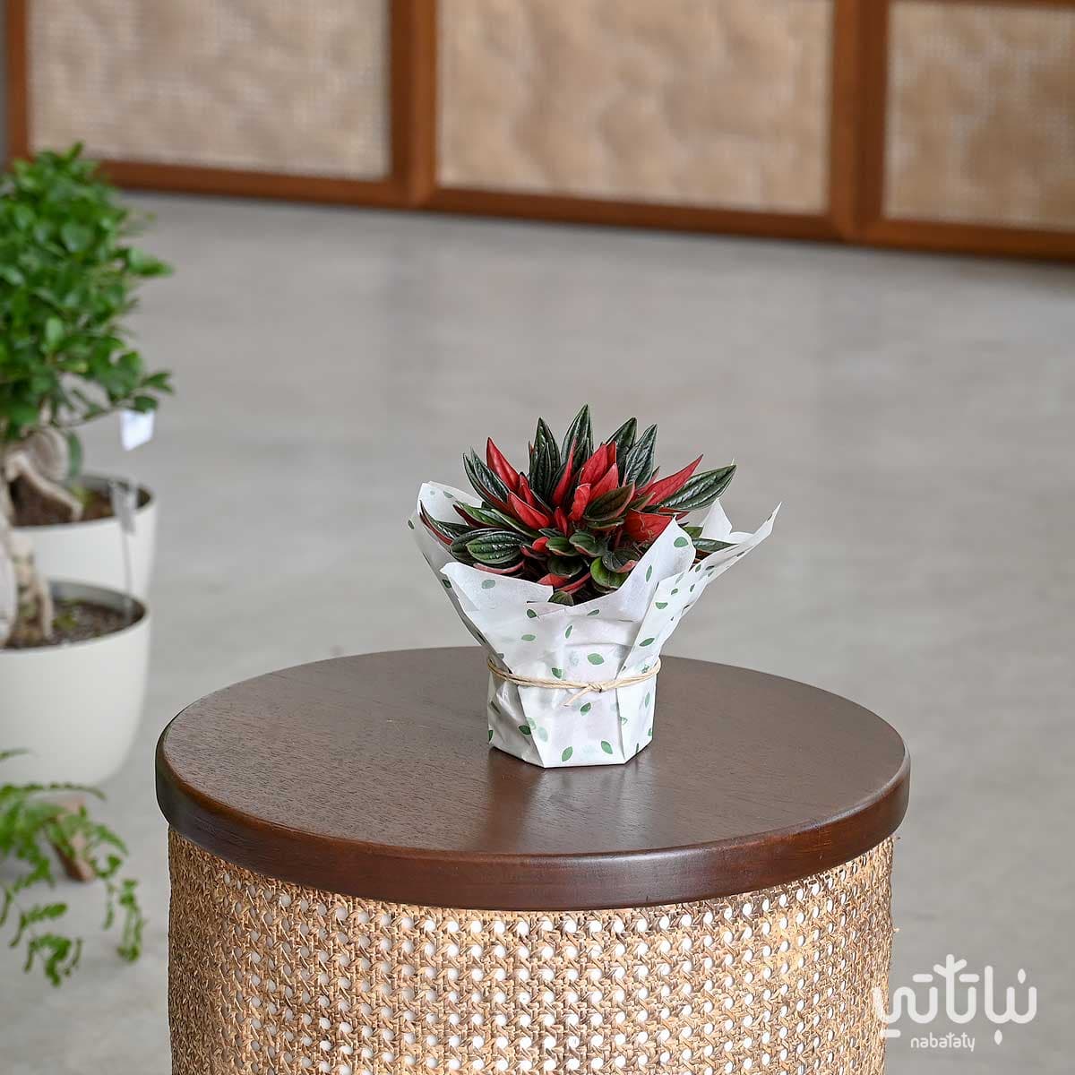 Red Peperomia Rosso 1