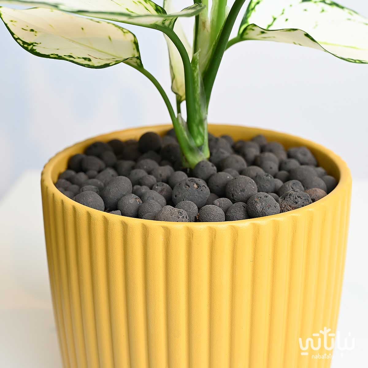 Black volcanic stone 5L 2