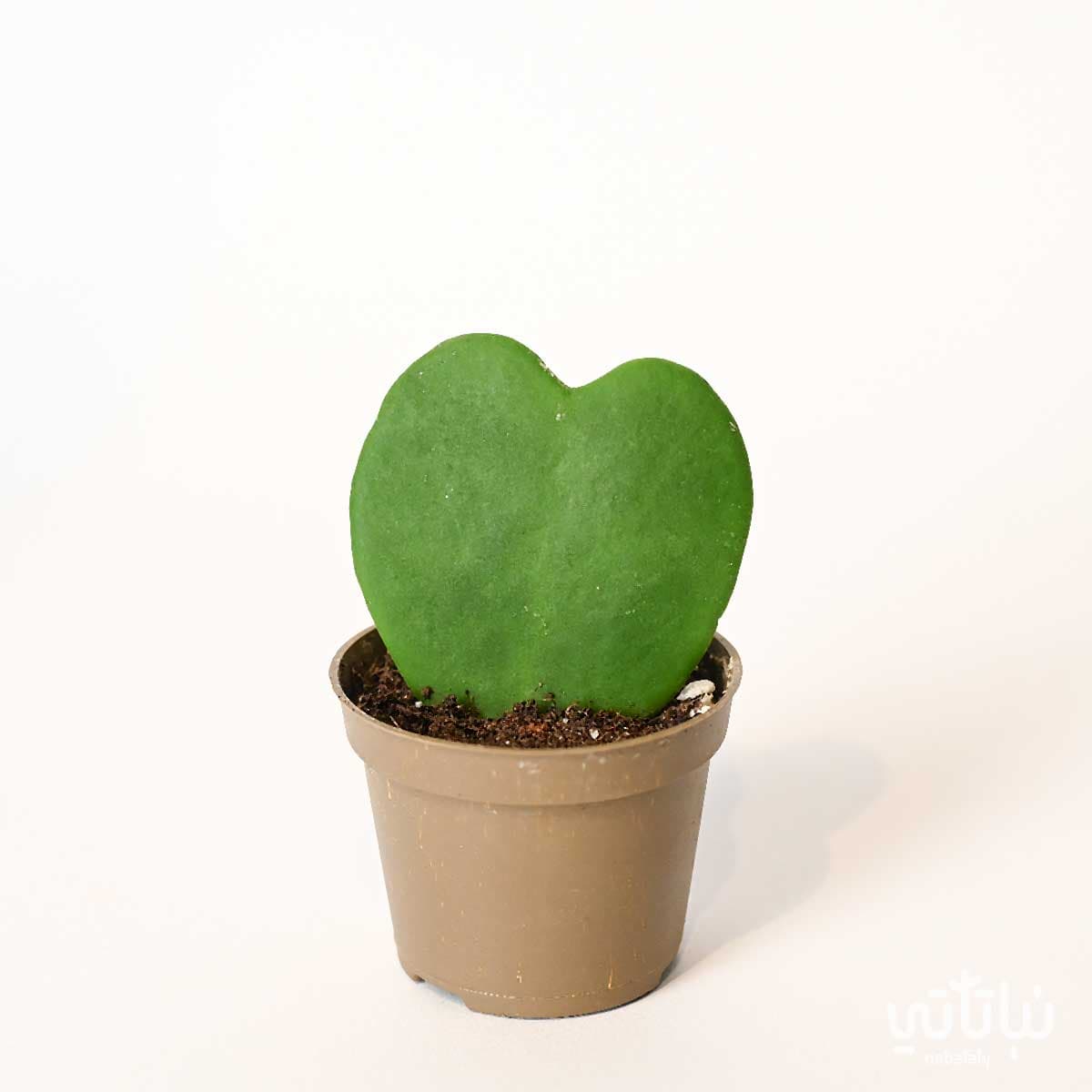 نبتة هويا قلب الحب 2