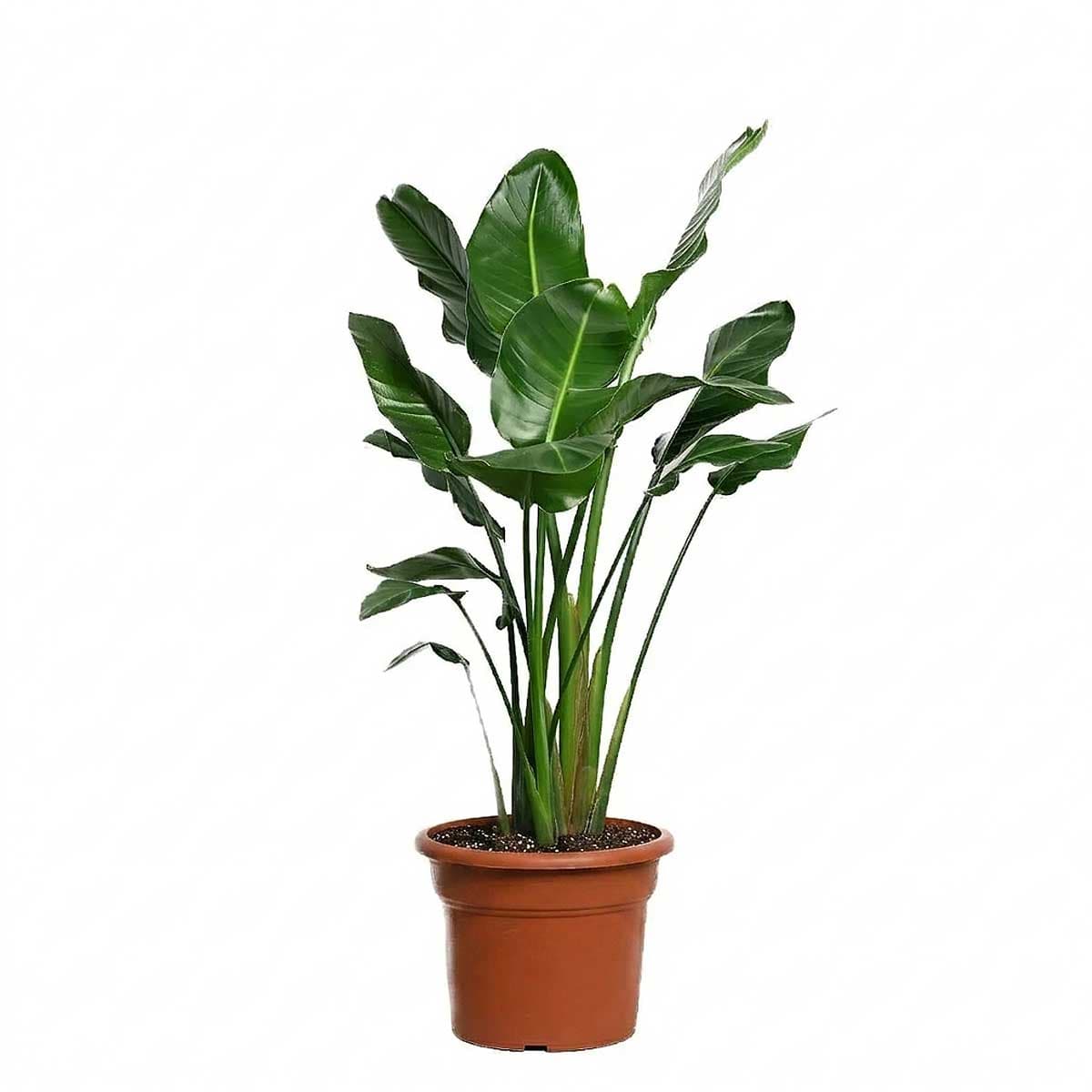 Bird of Paradise Plant