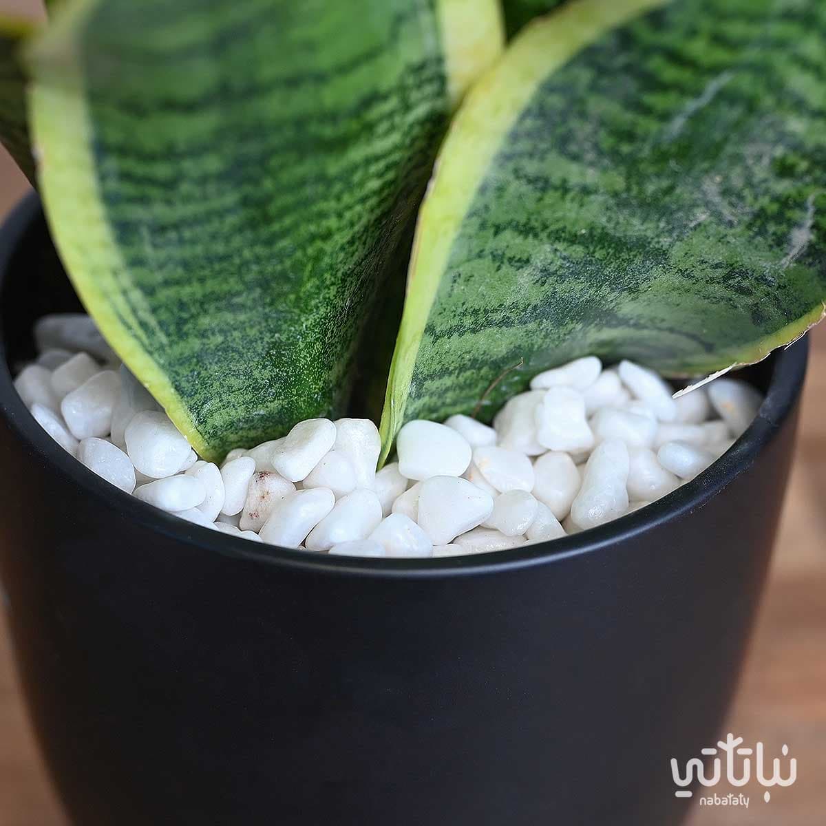 حجر زينة ابيض لامع 2