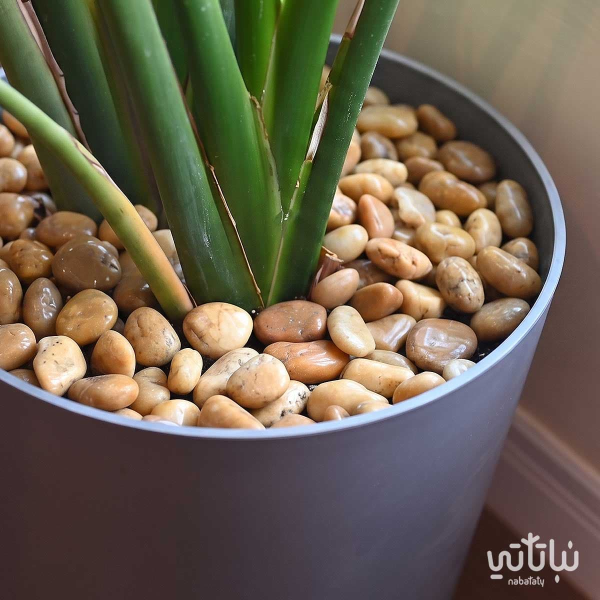 Large shiny brown river stone 2