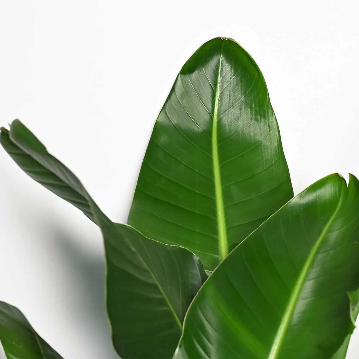 Bird of Paradise Plant 2