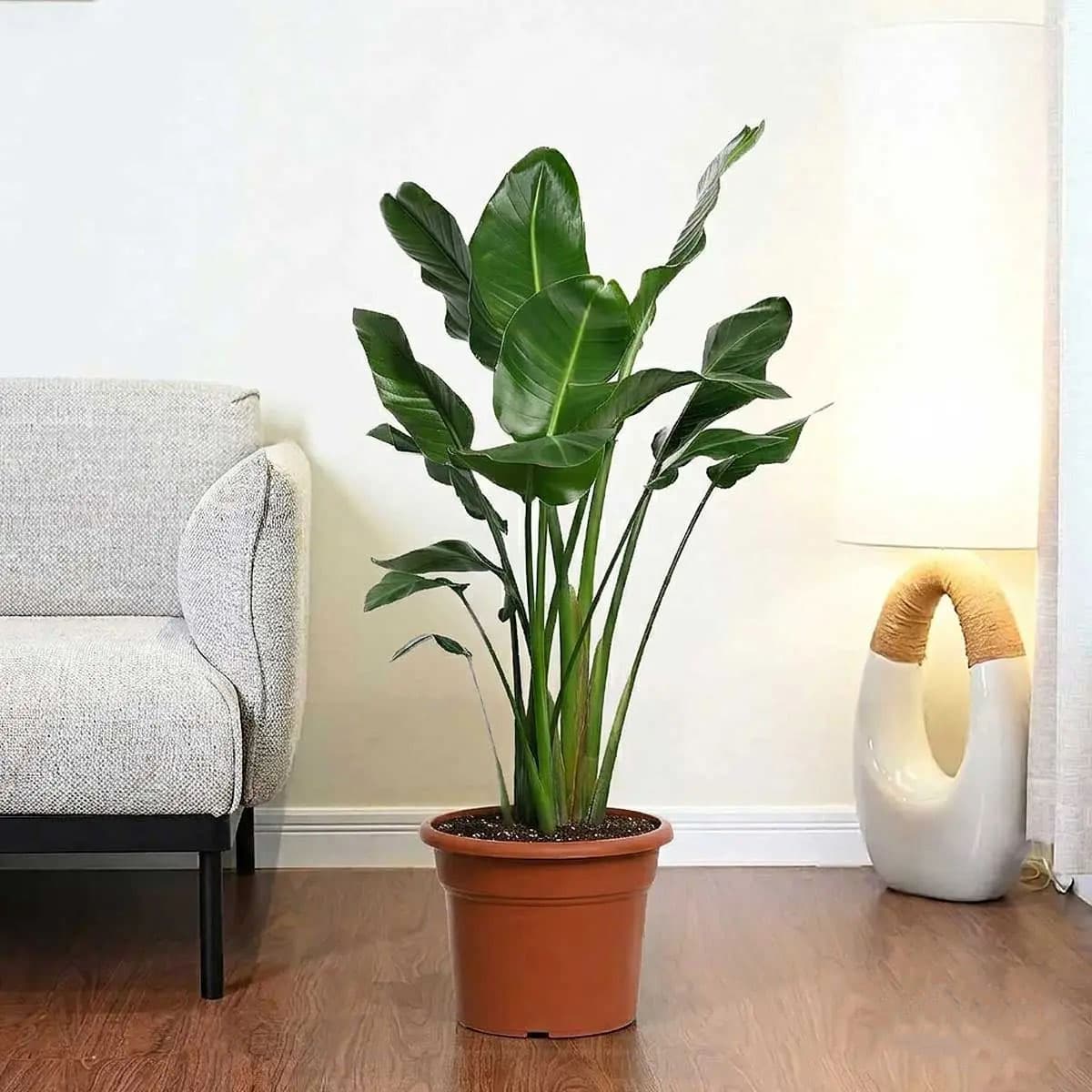 Bird of Paradise Plant 3