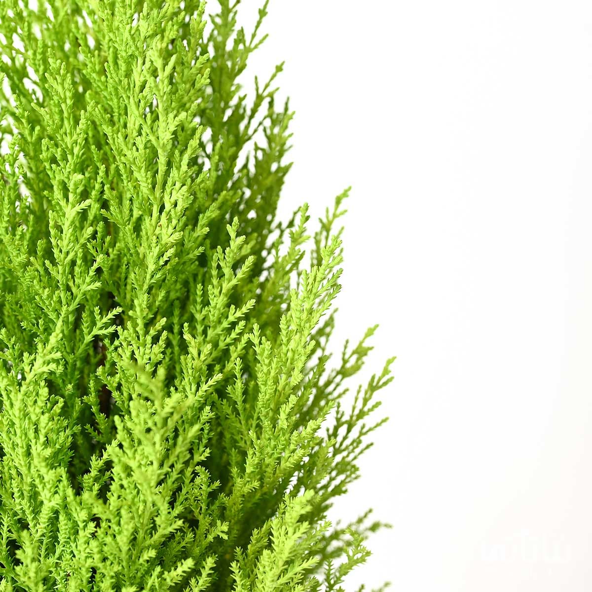 نبتة سرو عطري وسط 2