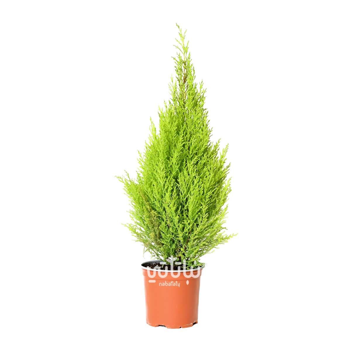 نبتة سرو عطري وسط 1