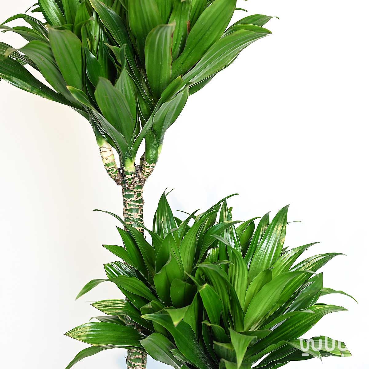 نبتة دراسينا كومباكتا 4 سيقان 150 سم 2