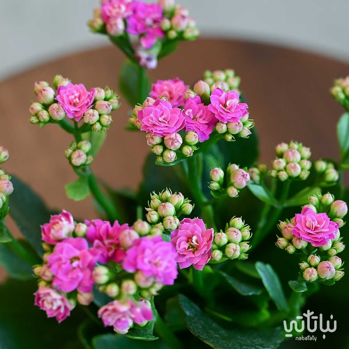 Kalanchoe mauve plant in a cyan plastic pot 2