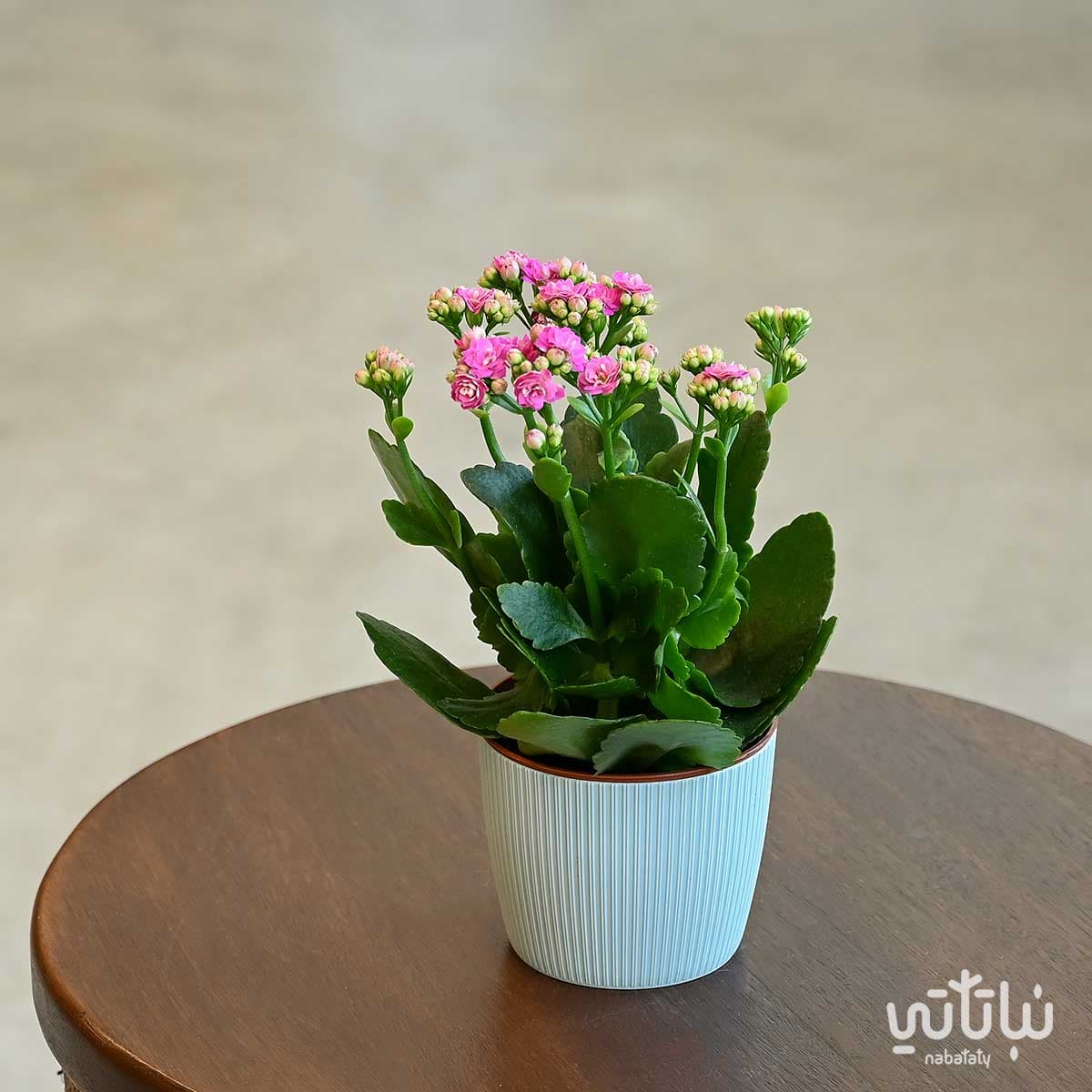 Kalanchoe mauve plant in a cyan plastic pot 1