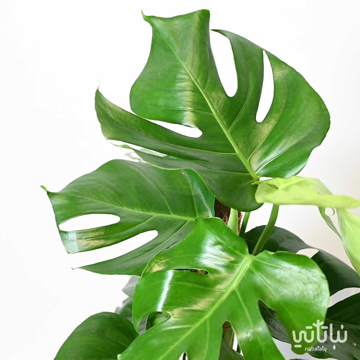 نبتة مونستيرا - القفص الصدري متسلقة 2