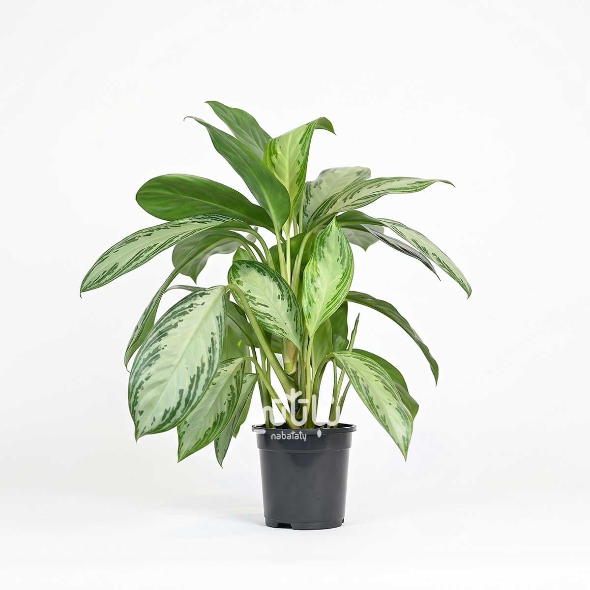 Large Aglaonema Silver Plant 1