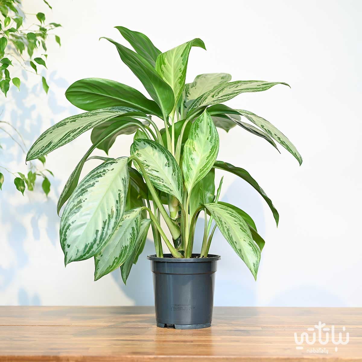 Large Aglaonema Silver Plant 3