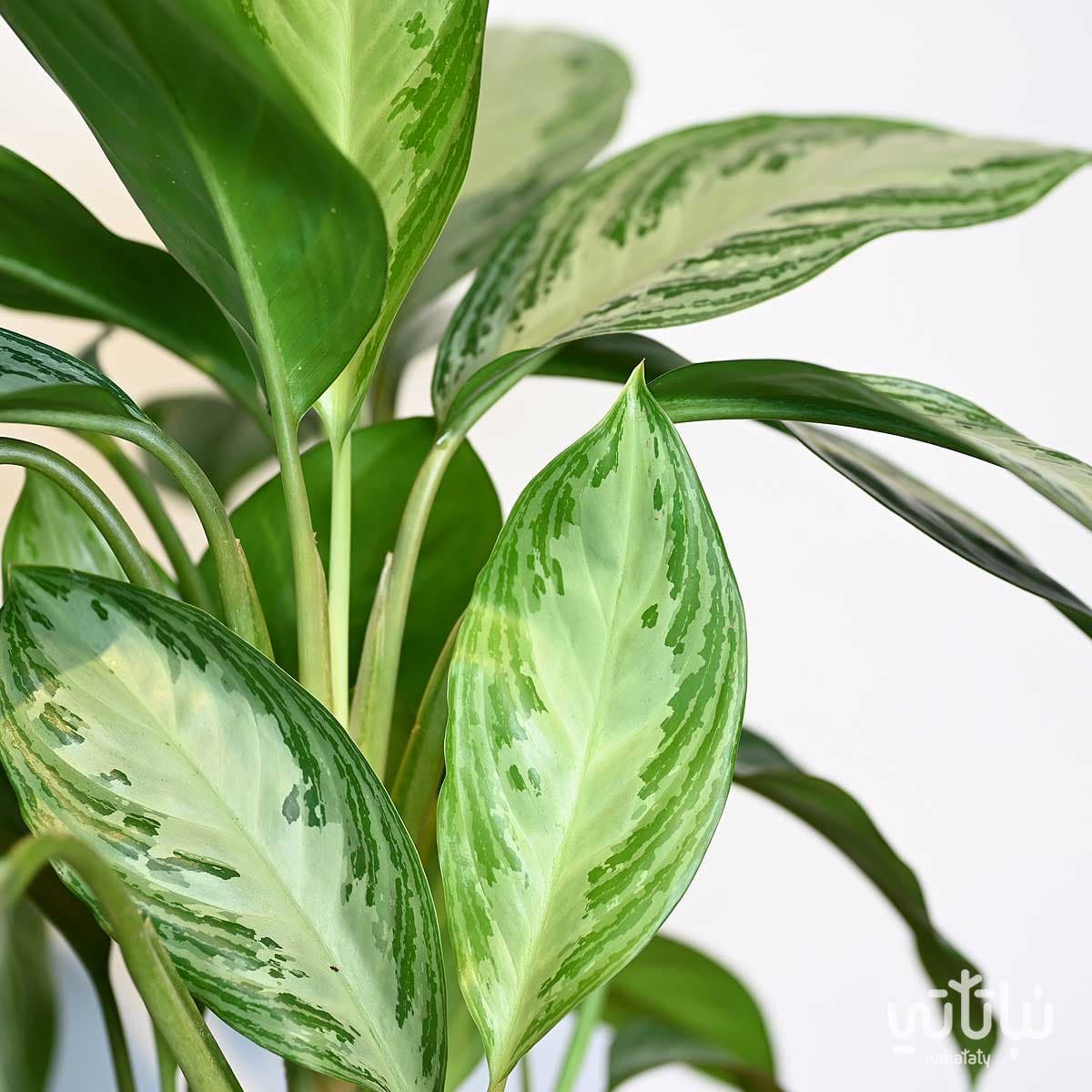 Large Aglaonema Silver Plant 2