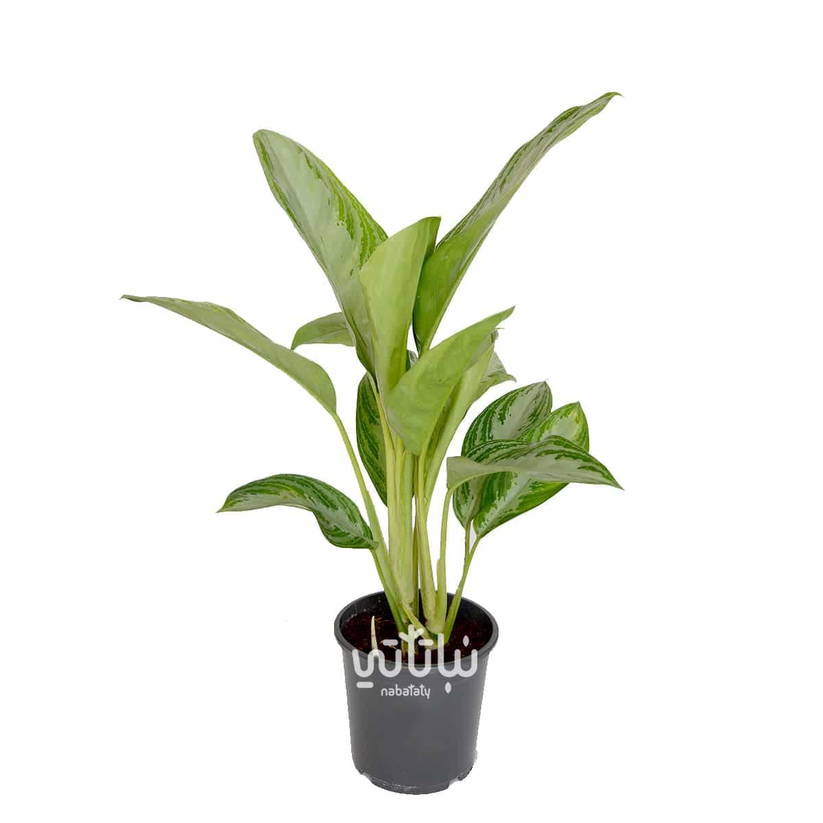 نبتة اجلونيما سلفر كبيرة