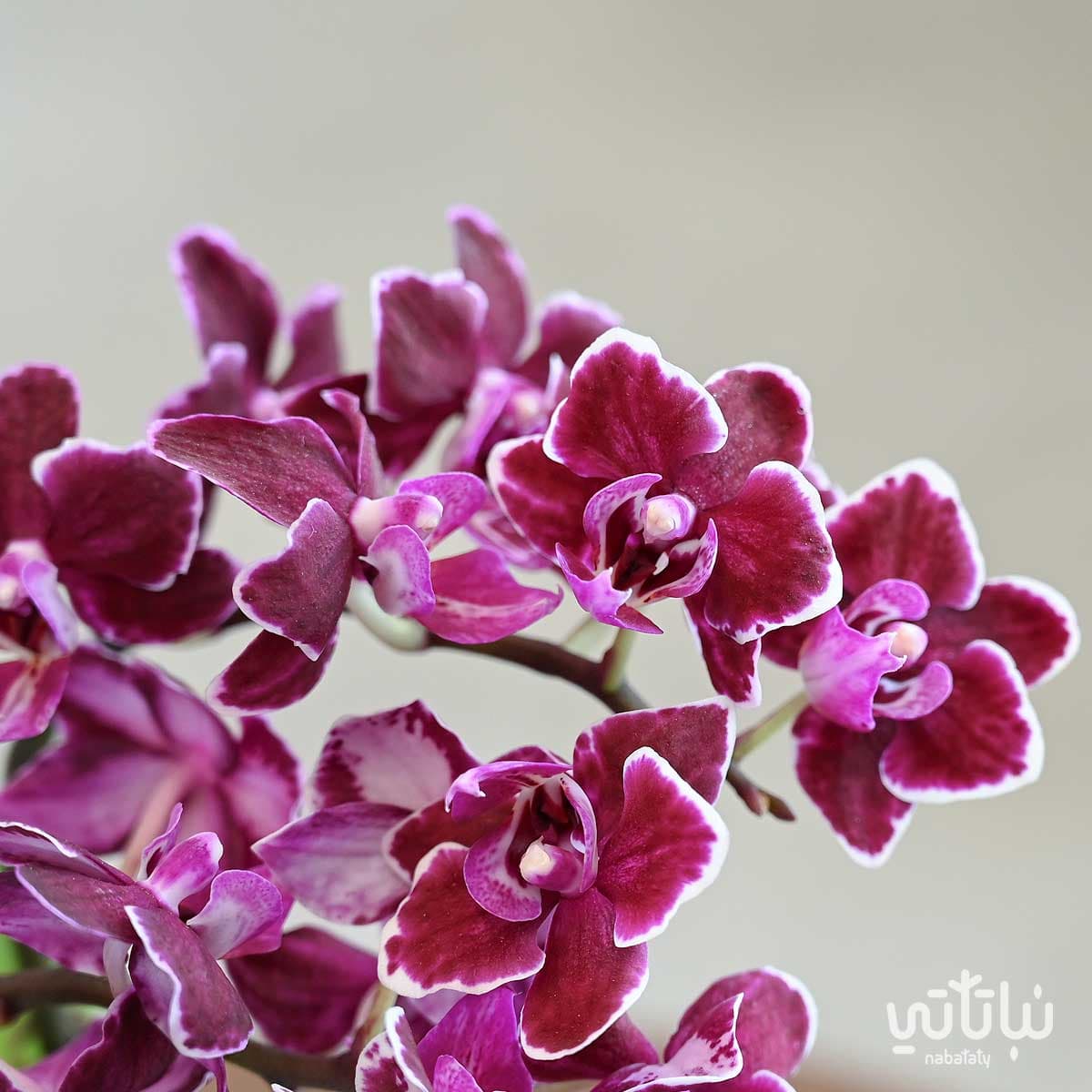 اوركيد بنفسجي داكن منقط صغير في اصيص سيراميك ابيض 2