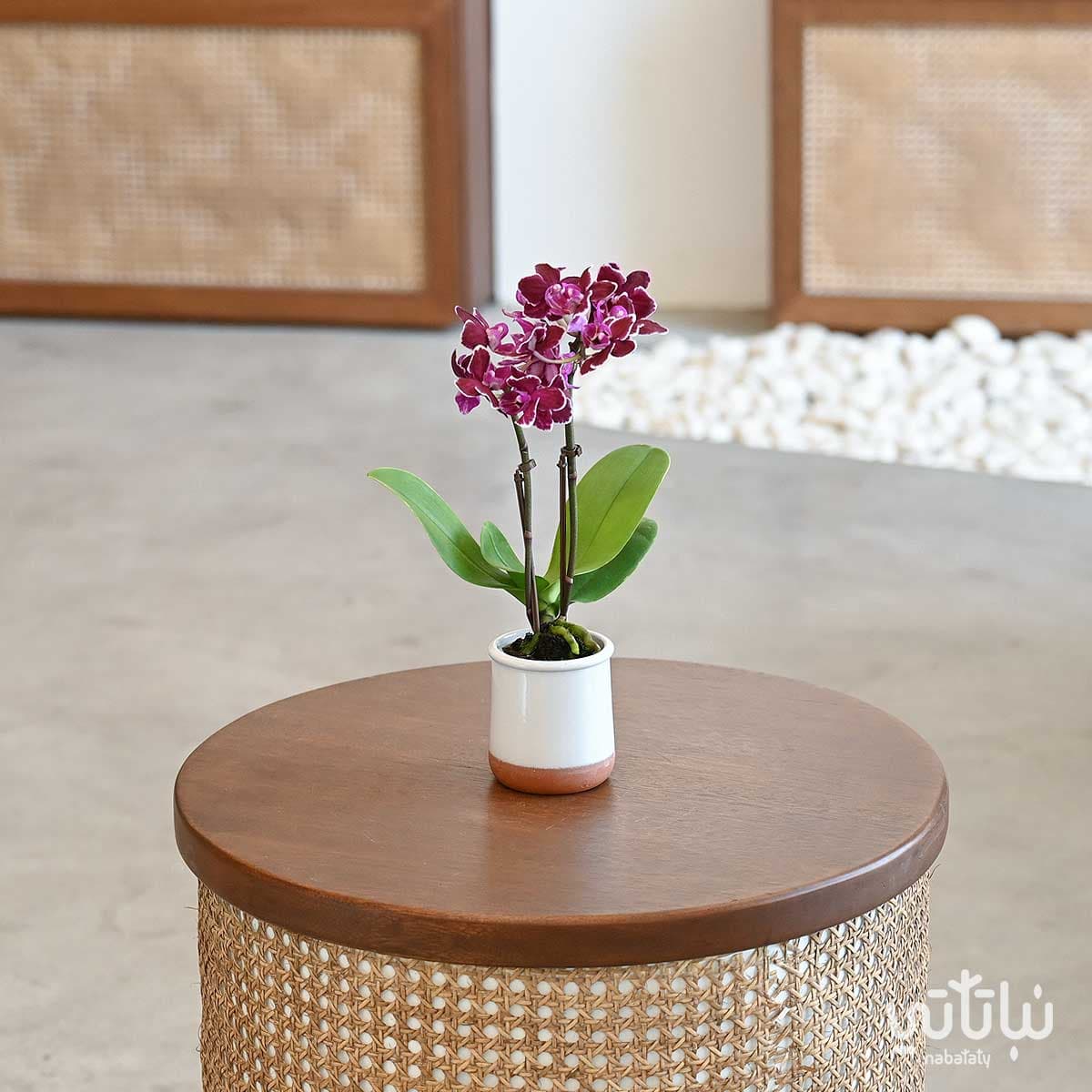 اوركيد بنفسجي داكن منقط صغير في اصيص سيراميك ابيض