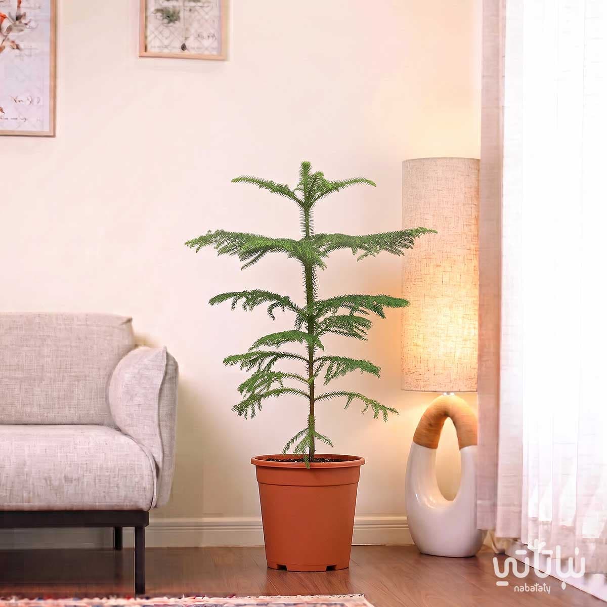 Small Araucaria Plant 3