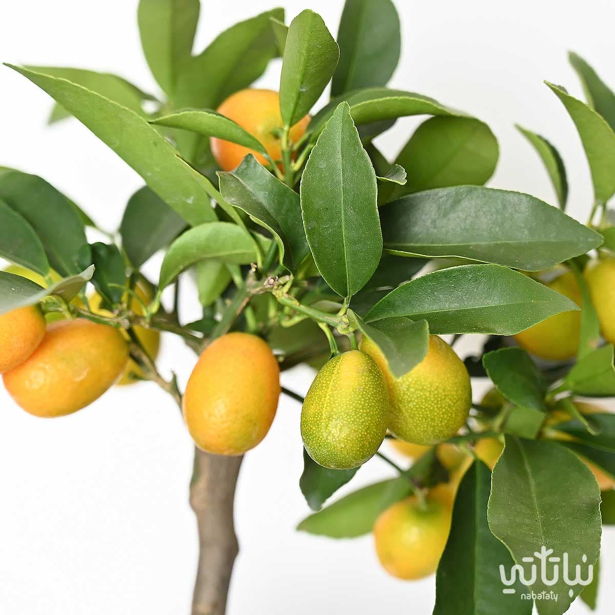 شجرة كمكوات مثمرة 2