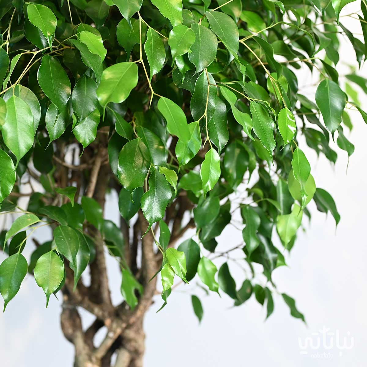 نبتة فيكس بنجامينا مجدولة كولومنا 2