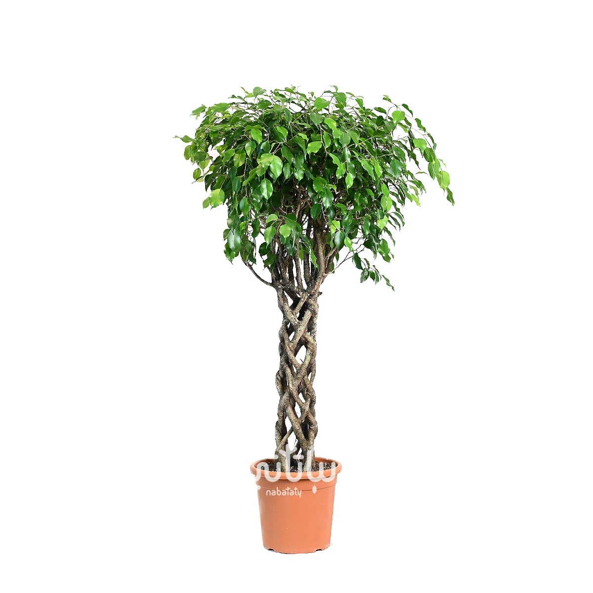 نبتة فيكس بنجامينا مجدولة كولومنا