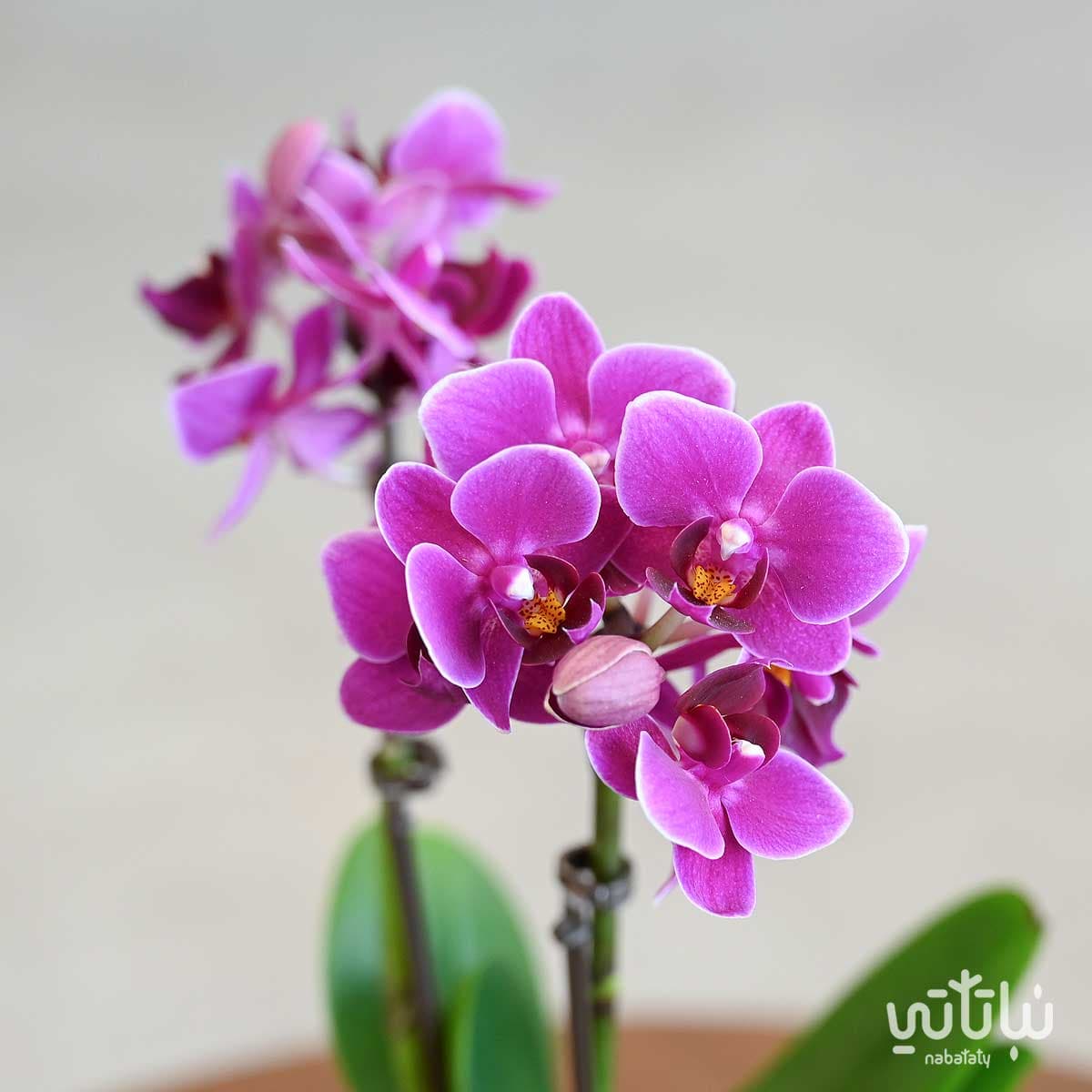 نبتة اوركيد بنفسجي صغير في حوض سيراميك 2