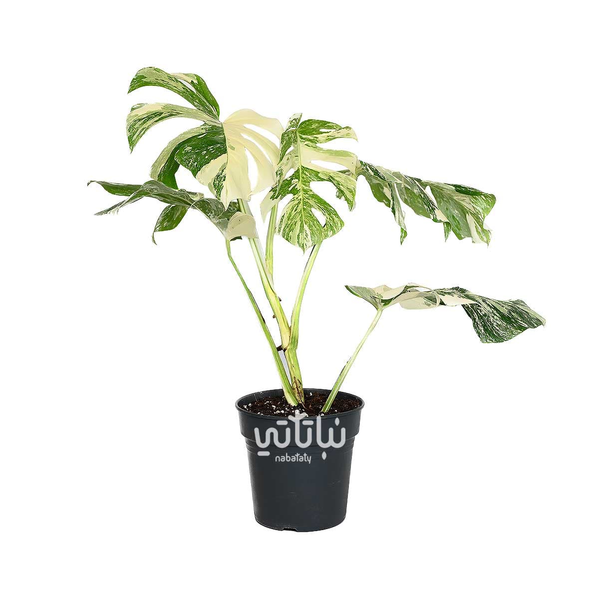 نبتة مونستيرا - القفص الصدري مبرقشة 1