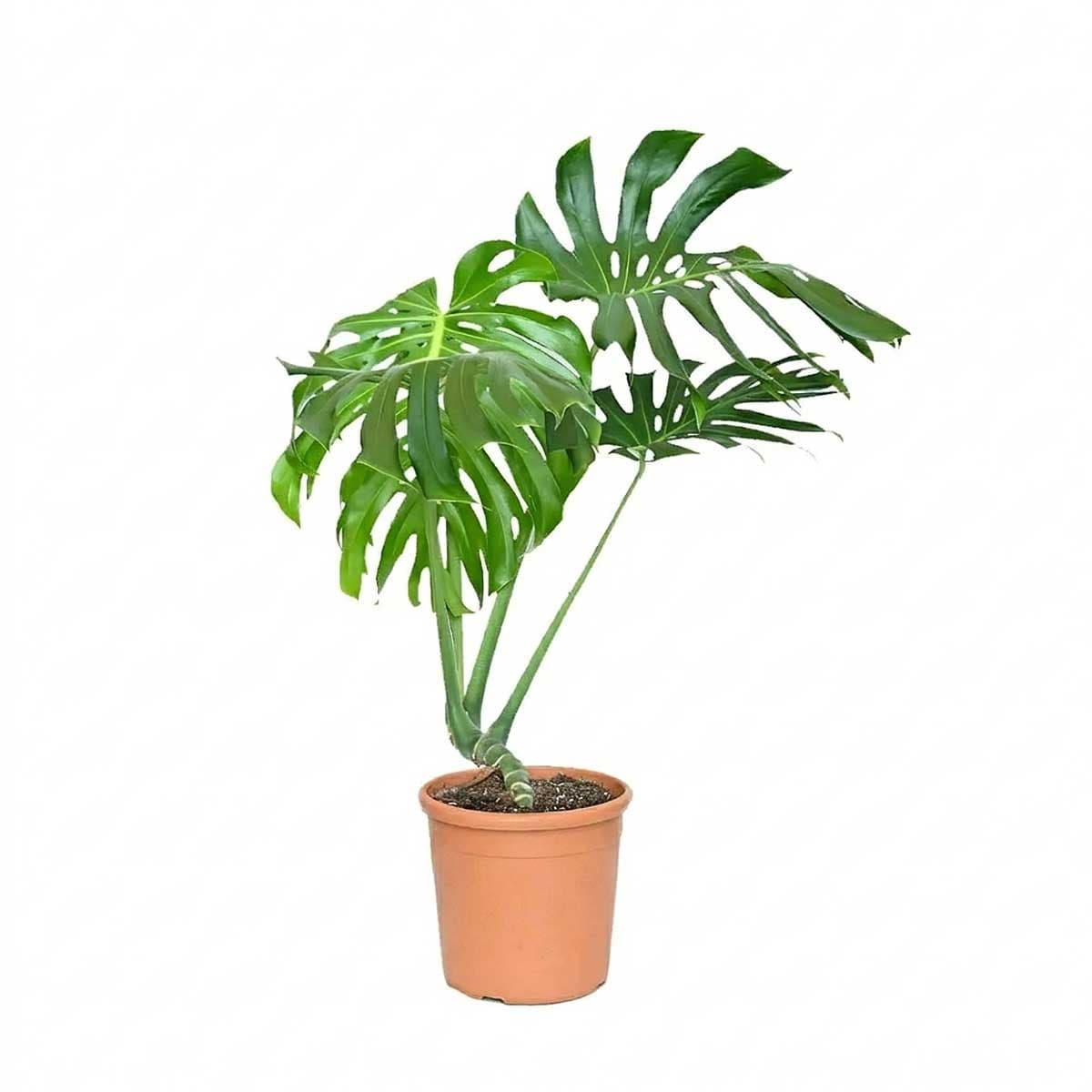 Monstera - rib cage