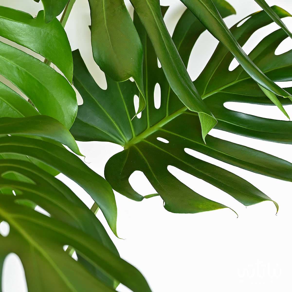 نبتة القفص الصدري 2