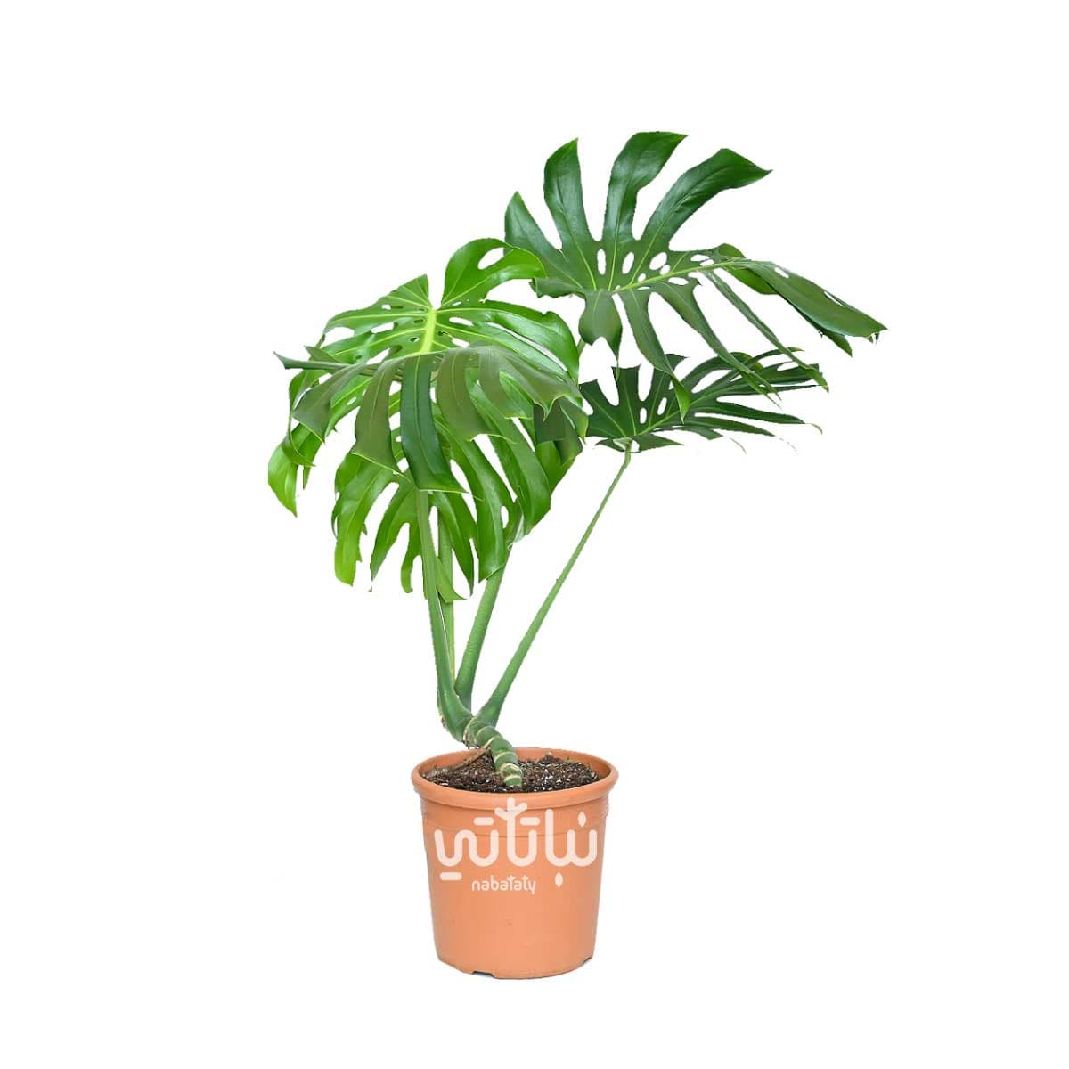 نبتة القفص الصدري 1