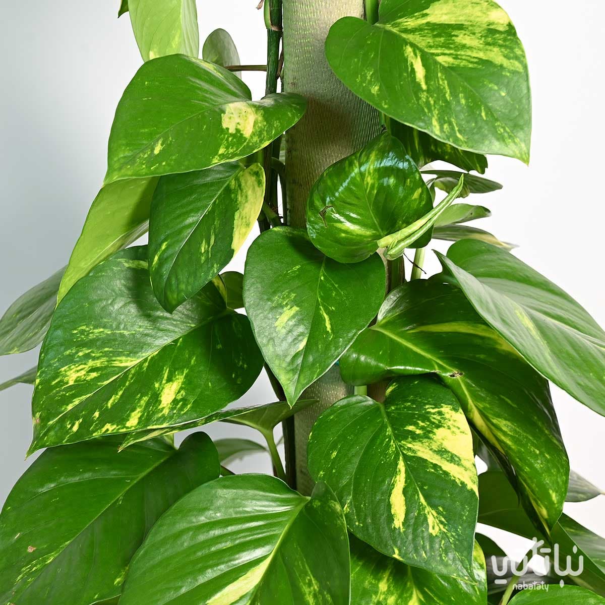 نبتة بوتس متسلقة 2