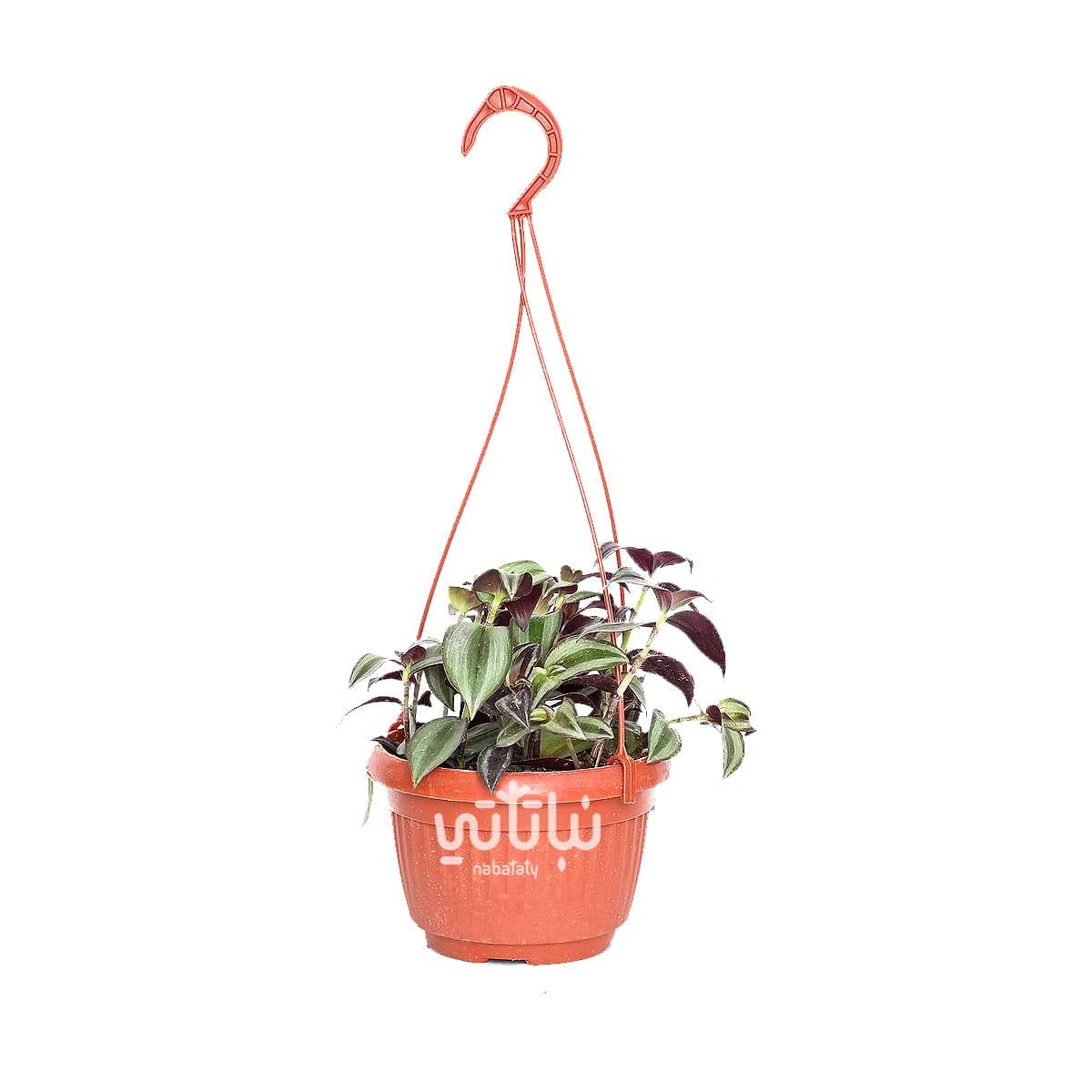 Tradescantia Plant in a Hanging Pot