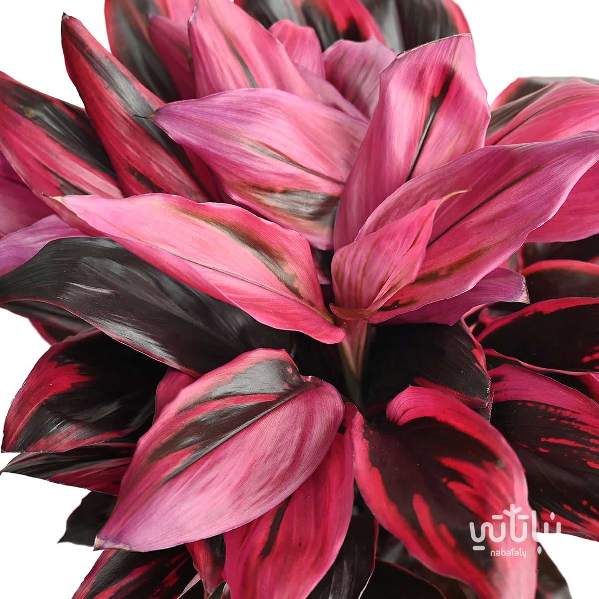 نبتة كورديلاين تانجو كبيرة 2