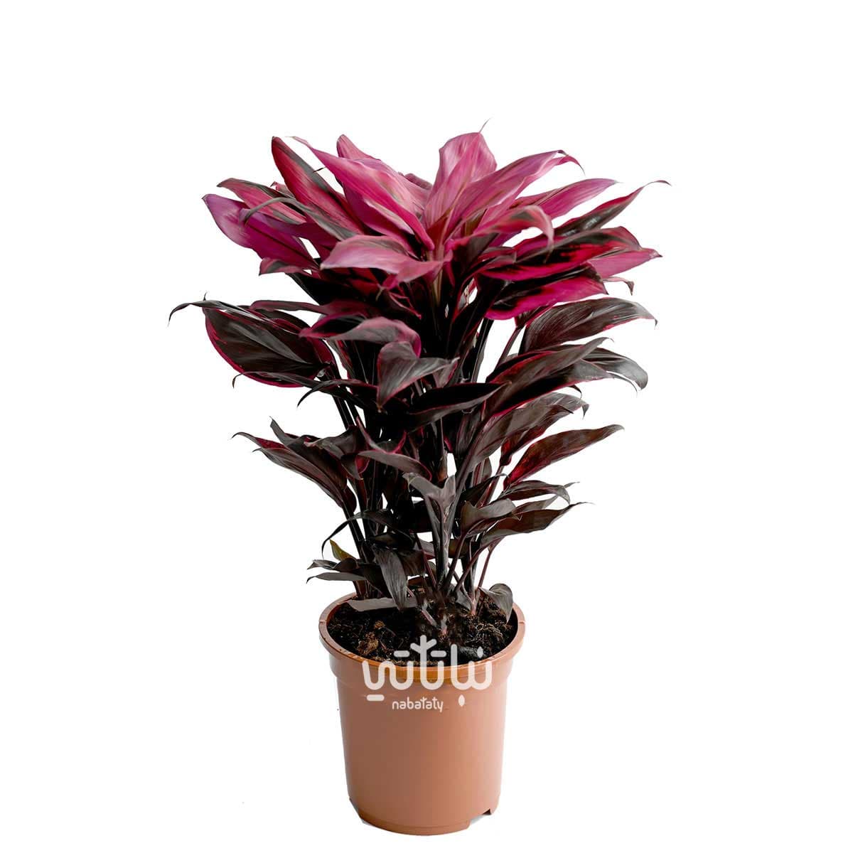 نبتة كورديلاين تانجو كبيرة