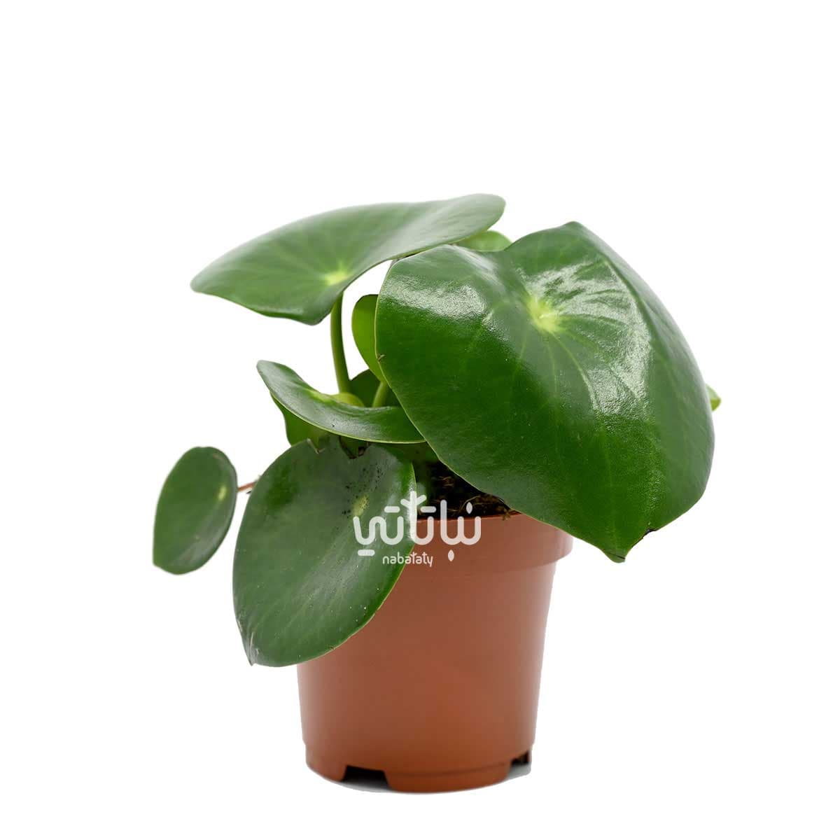 ببروميا قطرة المطر