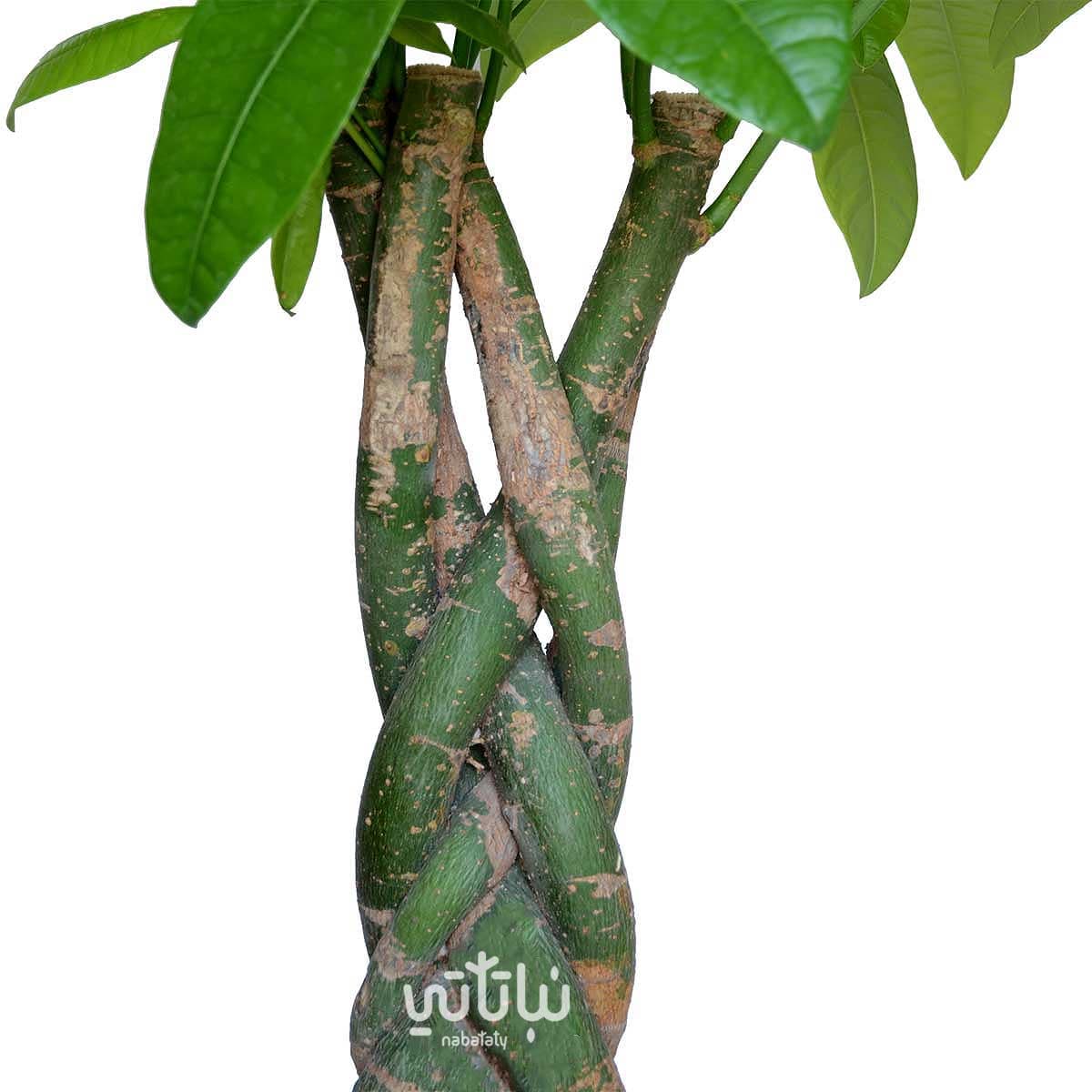 نبتة باشيرا مجدولة كبيرة 160 سم 2