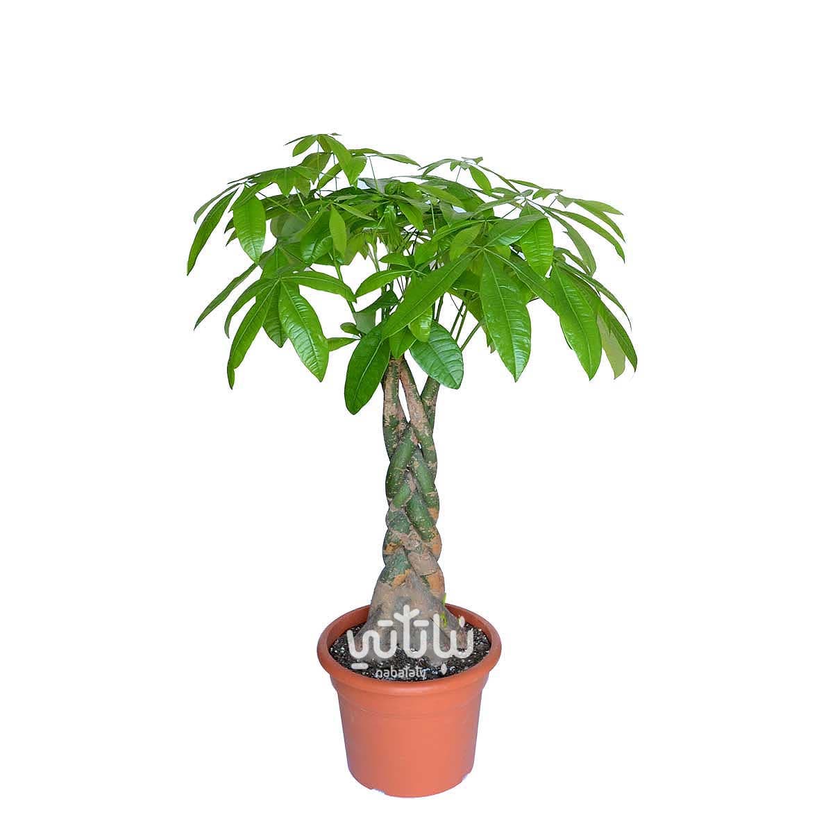 نبتة باشيرا مجدولة كبيرة 160 سم 1